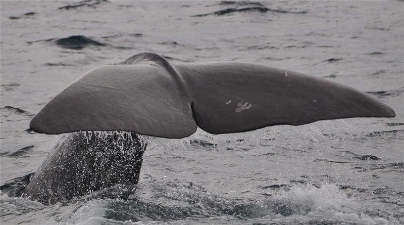 抹香鲸潜入水中