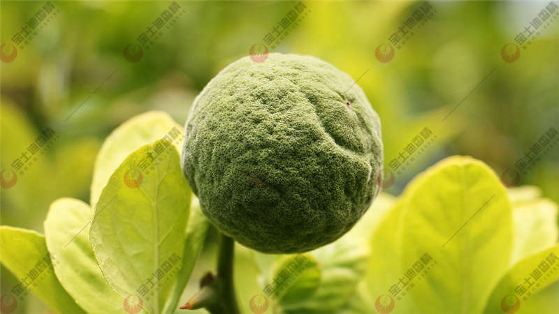 ϵĹ